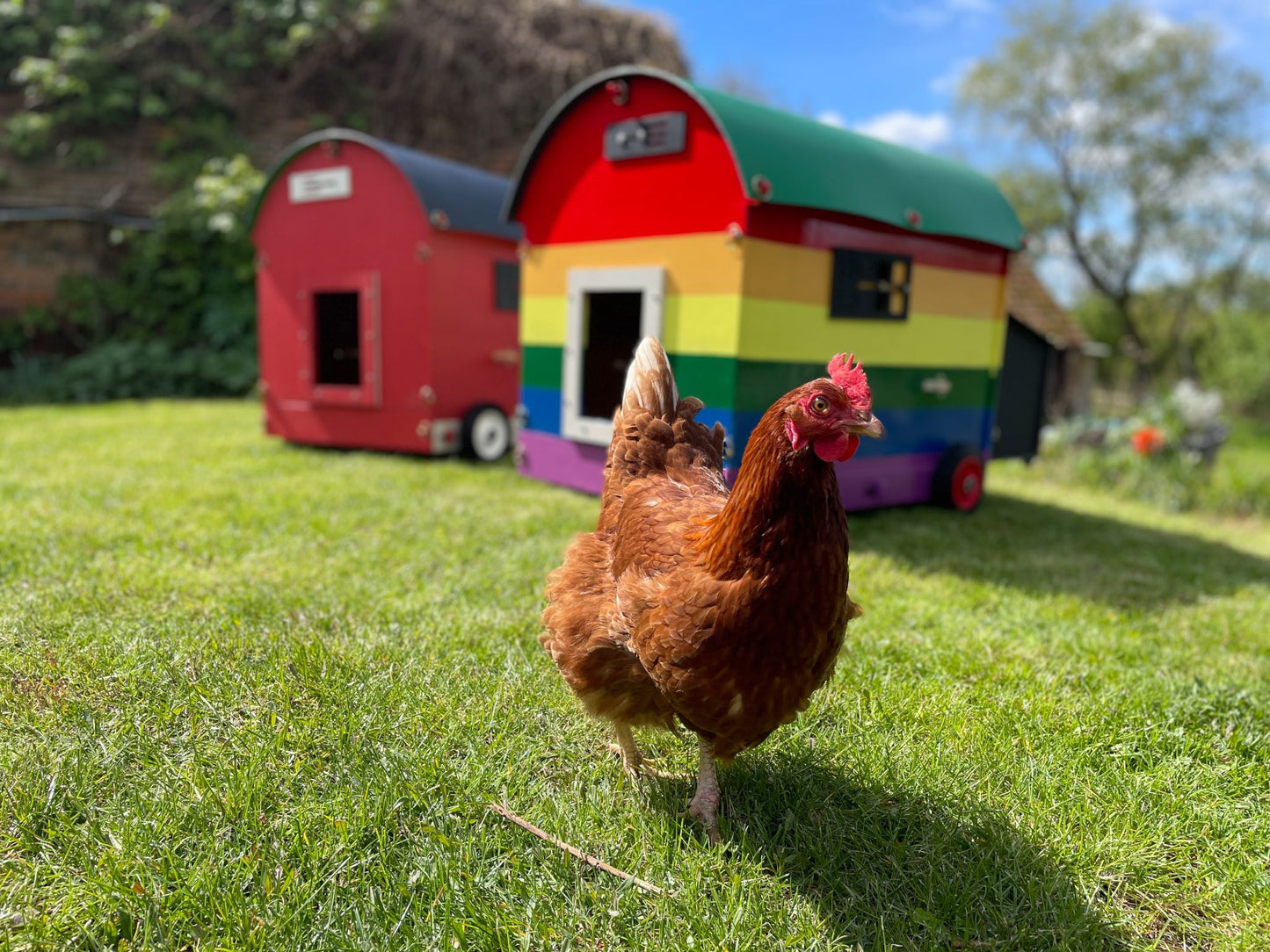 Custom Coloured Wooden Chicken Coop - Rainbows